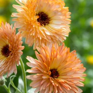 Calendula  officinalis 'Orange Flash', Pot Marigold Orange Flash, English Marigold Orange Flash, Orange Calendula, Orange Pot Marigold, Orange Marigold