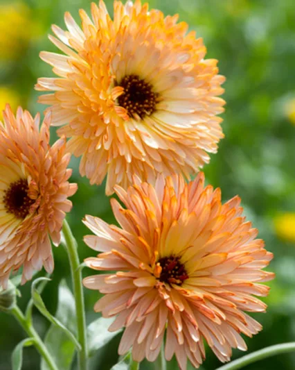 Calendula  officinalis 'Orange Flash', Pot Marigold Orange Flash, English Marigold Orange Flash, Orange Calendula, Orange Pot Marigold, Orange Marigold