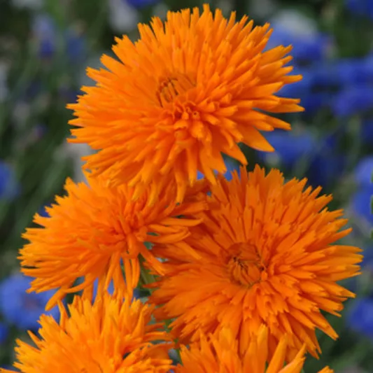 Calendula  officinalis 'Orange Porcupine', Pot Marigold Orange Porcupine, English Marigold Orange Porcupine, Orange Calendula, Orange Pot Marigold, Orange Marigold