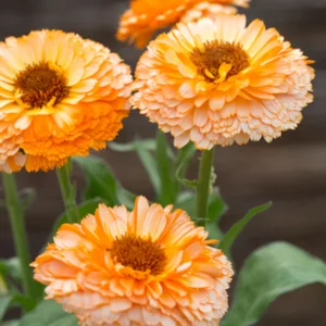 Calendula  officinalis 'Pink Surprise', Pot Marigold Pink Surprise, English Marigold Pink Surprise, Pink Calendula, Pink Pot Marigold, Pink Marigold