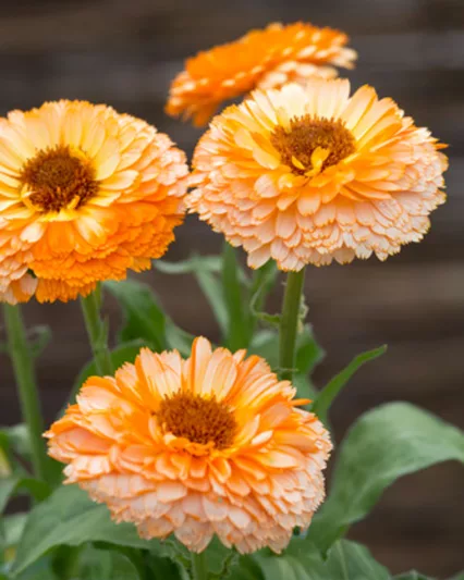 Calendula  officinalis 'Pink Surprise', Pot Marigold Pink Surprise, English Marigold Pink Surprise, Pink Calendula, Pink Pot Marigold, Pink Marigold