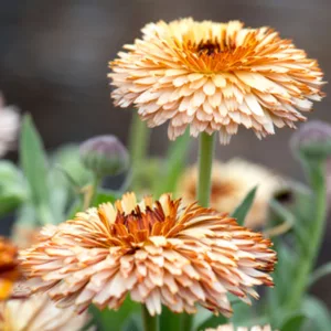Calendula  officinalis 'Pygmy Buff', Pot Marigold Pygmy Buff, English Marigold Pygmy Buff, Apricot Calendula, Apricot Pot Marigold, Apricot Marigold