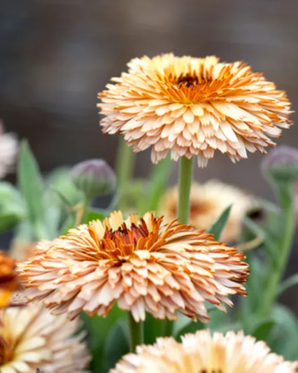 Calendula  officinalis 'Pygmy Buff', Pot Marigold Pygmy Buff, English Marigold Pygmy Buff, Apricot Calendula, Apricot Pot Marigold, Apricot Marigold