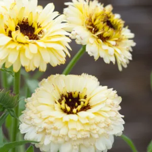 Calendula  Princess', Pot Marigold Princess, English Marigold  Princess, Yellow Calendula, Yellow Pot Marigold, Yellow Marigold, White Calendula, White Pot Marigold, White Marigold