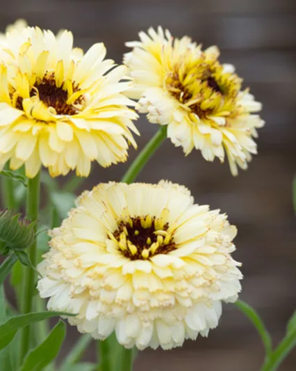 Calendula  Princess', Pot Marigold Princess, English Marigold  Princess, Yellow Calendula, Yellow Pot Marigold, Yellow Marigold, White Calendula, White Pot Marigold, White Marigold
