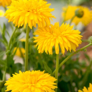 Calendula  officinalis 'Yellow Porcupine', Pot Marigold Yellow Porcupine, English Marigold Yellow Porcupine, Yellow Calendula, Yellow Pot Marigold, Yellow Marigold