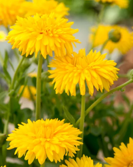 Calendula  officinalis 'Yellow Porcupine', Pot Marigold Yellow Porcupine, English Marigold Yellow Porcupine, Yellow Calendula, Yellow Pot Marigold, Yellow Marigold