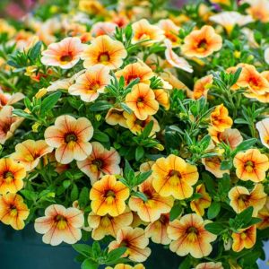 Calibrachoa, Million Bells, Mini Petunias, calibrachoa care, million bells flowers, calibrachoa hanging basket