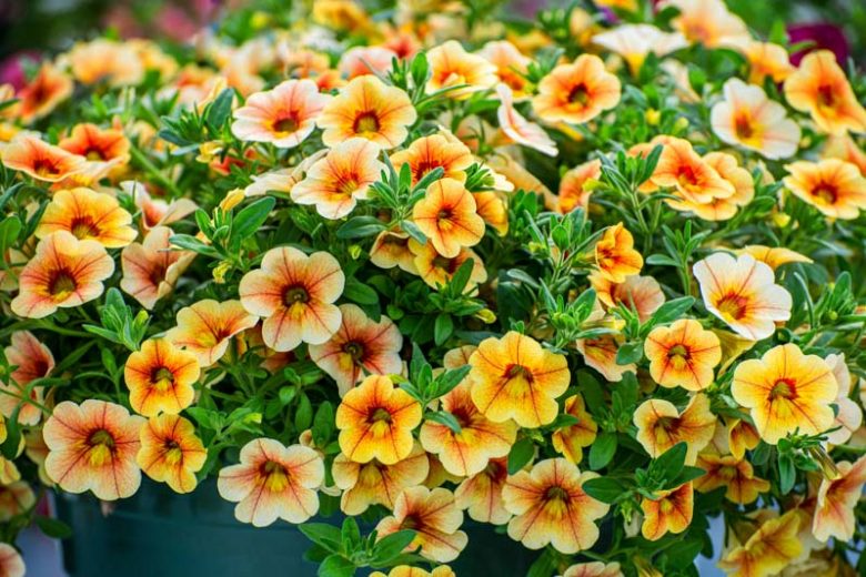Calibrachoa, Million Bells, Mini Petunias, calibrachoa care, million bells flowers, calibrachoa hanging basket