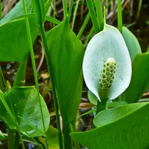 Calla palustris, Water Arum, Water Dragon, Wild Calla, Bog Arum, Swamp Lily, White Flowers