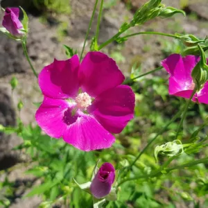 Callirhoe bushii, Bush's Poppy Mallow, Callirhoe involucrata var. bushii, Callirhoe papaver var. bushii, Drought tolerant perennials, Purple perennial flowers, Evergreen perennial,Low maintenance perennial