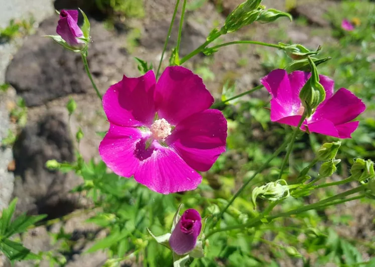 Callirhoe bushii, Bush's Poppy Mallow, Callirhoe involucrata var. bushii, Callirhoe papaver var. bushii, Drought tolerant perennials, Purple perennial flowers, Evergreen perennial,Low maintenance perennial