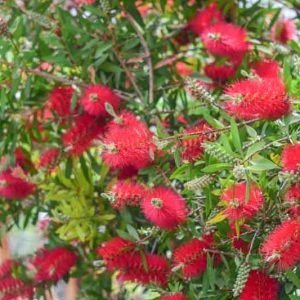 Callistemon citrinus, Crimson Bottlebrush, Scarlet Bottlebrush, Lemon Bottlebrush, Red Bottlebrush, Mediterranean shrubs, Evergreen Shrubs, Red flowers,