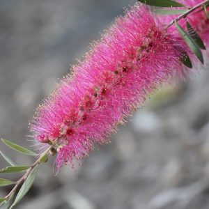 Callistemon citrinus 'Mauve Mist',Bottlebrush 'Mauve Mist', Crimson Bottlebrush 'Mauve Mist', Callistemon 'Mauve Mist', Mediterranean shrubs, Evergreen Shrubs, Purple flowers,  drought tolerant flowers,  Weeping Bottlebrush