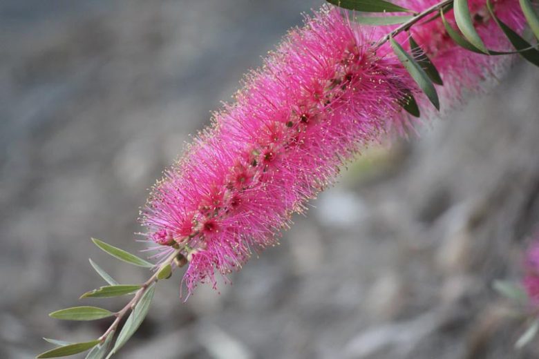 Callistemon citrinus 'Mauve Mist',Bottlebrush 'Mauve Mist', Crimson Bottlebrush 'Mauve Mist', Callistemon 'Mauve Mist', Mediterranean shrubs, Evergreen Shrubs, Purple flowers,  drought tolerant flowers,  Weeping Bottlebrush