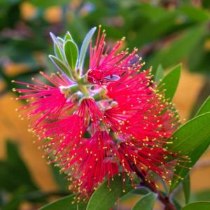 Callistemon citrinus 'Splendens',Bottlebrush 'Splendens', Crimson Bottlebrush 'Splendens', Callistemon 'Splendens', Mediterranean shrubs, Evergreen Shrubs, Red flowers,  drought tolerant flowers,  Weeping Bottlebrush