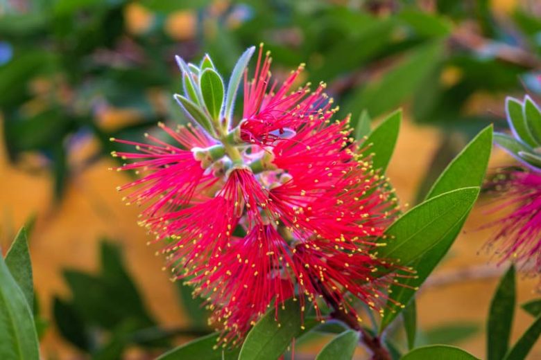 Callistemon citrinus 'Splendens',Bottlebrush 'Splendens', Crimson Bottlebrush 'Splendens', Callistemon 'Splendens', Mediterranean shrubs, Evergreen Shrubs, Red flowers,  drought tolerant flowers,  Weeping Bottlebrush