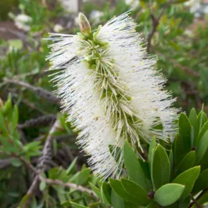 Callistemon pallidus, Lemon Bottlebrush, Mediterranean shrubs, Evergreen Shrubs, Red flowers,  drought tolerant flowers,  Weeping Bottlebrush