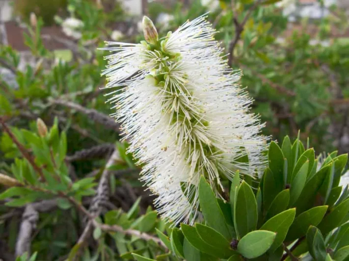 Callistemon pallidus, Lemon Bottlebrush, Mediterranean shrubs, Evergreen Shrubs, Red flowers,  drought tolerant flowers,  Weeping Bottlebrush