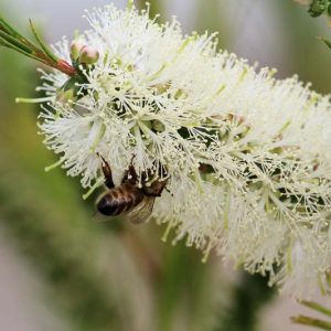 Callistemon salignus, White Bottlebrush, Willow Bottlebrush, Mediterranean shrubs, Evergreen Shrubs, White flowers,  drought tolerant flowers,  Weeping Bottlebrush