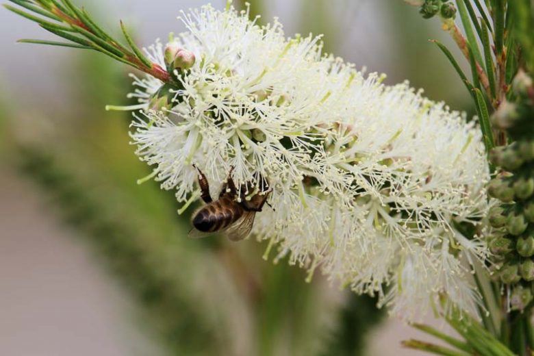 Callistemon salignus, White Bottlebrush, Willow Bottlebrush, Mediterranean shrubs, Evergreen Shrubs, White flowers,  drought tolerant flowers,  Weeping Bottlebrush