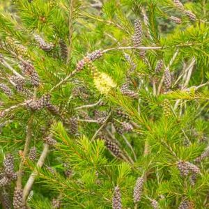 Callistemon sieberi, Alpine Bottlebrush, River Bottlebrush,  Mediterranean shrubs, Evergreen Shrubs, White flowers,  drought tolerant flowers