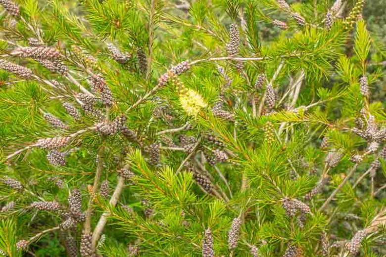 Callistemon sieberi, Alpine Bottlebrush, River Bottlebrush,  Mediterranean shrubs, Evergreen Shrubs, White flowers,  drought tolerant flowers