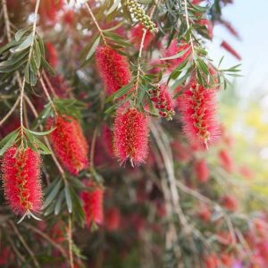 Callistemon viminalis, Weeping Bottlebrush, Mediterranean shrubs, Evergreen Shrubs, Red flowers, Orange flowers, drought tolerant flowers,
