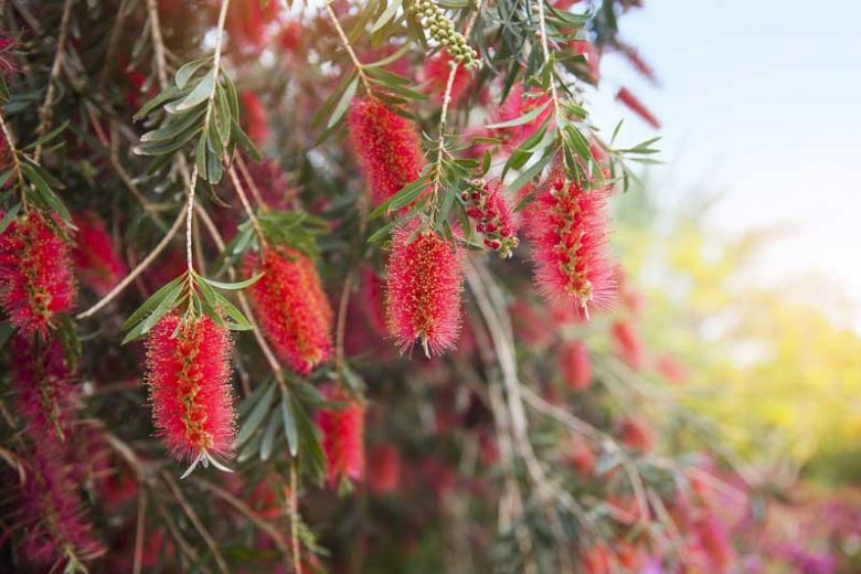 Callistemon viminalis, Weeping Bottlebrush, Mediterranean shrubs, Evergreen Shrubs, Red flowers, Orange flowers, drought tolerant flowers,