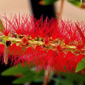 Callistemon viminalis 'Captain Cook',Bottlebrush 'Captain Cook', Mediterranean shrubs, Evergreen Shrubs, Red flowers, Orange flowers, drought tolerant flowers,  Weeping Bottlebrush