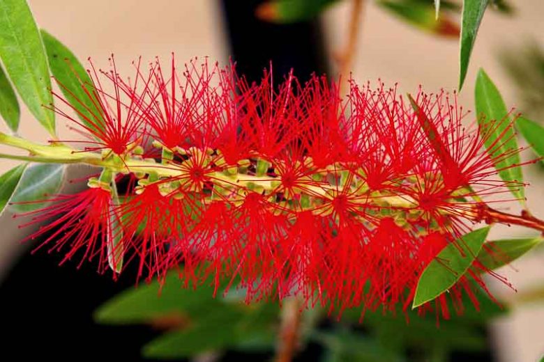 Callistemon viminalis 'Captain Cook',Bottlebrush 'Captain Cook', Mediterranean shrubs, Evergreen Shrubs, Red flowers, Orange flowers, drought tolerant flowers,  Weeping Bottlebrush