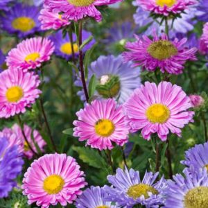 Callistephus Chinensis, China Aster, Aster Chinensis, Aster Pompon, Aster Paeony, Annuals, Annual plants, Annual flowers