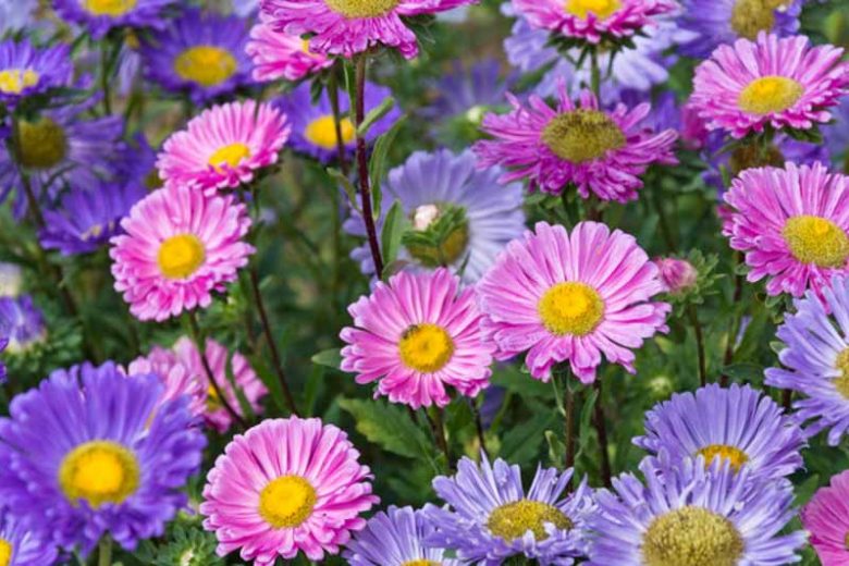 Callistephus Chinensis, China Aster, Aster Chinensis, Aster Pompon, Aster Paeony, Annuals, Annual plants, Annual flowers