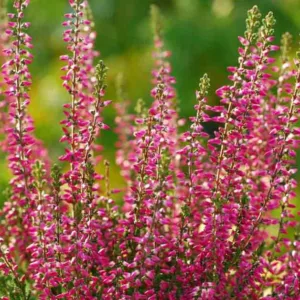 Calluna Vulgaris 'Aphrodite', Heather 'Aphrodite', Ling 'Aphrodite', Scottish Heather 'Aphrodite', Scots Heather 'Aphrodite', Red Flowers,Red Heath, Red Heather, Scotch Heathers