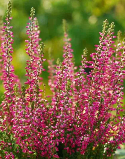 Calluna Vulgaris 'Aphrodite', Heather 'Aphrodite', Ling 'Aphrodite', Scottish Heather 'Aphrodite', Scots Heather 'Aphrodite', Red Flowers,Red Heath, Red Heather, Scotch Heathers