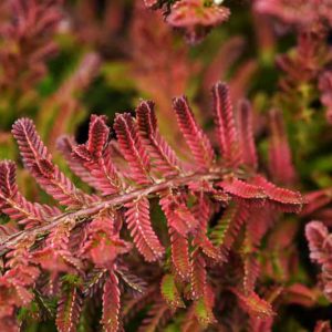 Calluna Vulgaris 'Wickwar Flame', Heather 'Wickwar Flame', Ling 'Wickwar Flame', Scottish Heather 'Wickwar Flame', Scots Heather 'Wickwar Flame', Purple Flowers, Purple Heath, Purple Heather, Scotch Heathers, Yellow Heather, Orange Heather