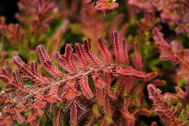 Calluna Vulgaris 'Wickwar Flame', Heather 'Wickwar Flame', Ling 'Wickwar Flame', Scottish Heather 'Wickwar Flame', Scots Heather 'Wickwar Flame', Purple Flowers, Purple Heath, Purple Heather, Scotch Heathers, Yellow Heather, Orange Heather