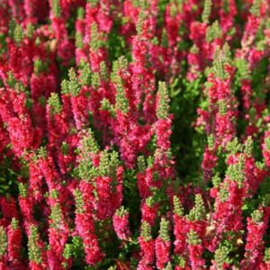 Calluna Vulgaris 'Dark Beauty', Heather 'Dark Beauty', Ling 'Dark Beauty', Scottish Heather 'Dark Beauty', Scots Heather 'Dark Beauty', Red Flowers,Red Heath, Red Heather, Scotch Heathers