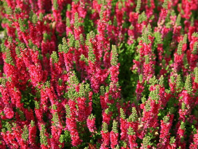 Calluna Vulgaris 'Dark Beauty', Heather 'Dark Beauty', Ling 'Dark Beauty', Scottish Heather 'Dark Beauty', Scots Heather 'Dark Beauty', Red Flowers,Red Heath, Red Heather, Scotch Heathers
