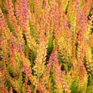 Calluna Vulgaris 'Firefly', Heather 'Firefly', Ling 'Firefly', Scottish Heather 'Firefly', Scots Heather 'Firefly', Pink Flowers,Pink Heath, Pink Heather,Pink Flowers, Scotch Heathers