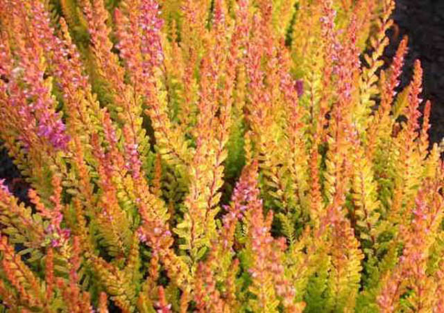 Calluna Vulgaris 'Firefly', Heather 'Firefly', Ling 'Firefly', Scottish Heather 'Firefly', Scots Heather 'Firefly', Pink Flowers,Pink Heath, Pink Heather,Pink Flowers, Scotch Heathers