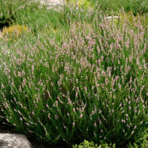 Calluna Vulgaris 'Spring Torch', Heather 'Spring Torch', Ling 'Spring Torch', Scottish Heather 'Spring Torch', Scots Heather 'Spring Torch', Purple Flowers,Purple Heath, Purple Heather, Scotch Heathers