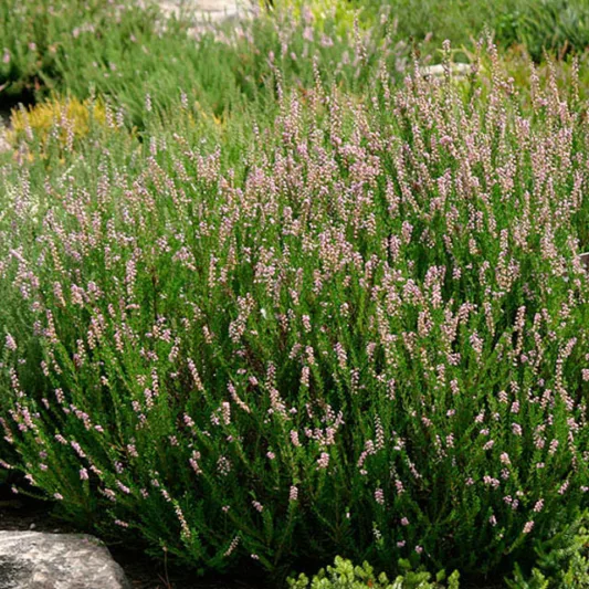 Calluna Vulgaris 'Spring Torch', Heather 'Spring Torch', Ling 'Spring Torch', Scottish Heather 'Spring Torch', Scots Heather 'Spring Torch', Purple Flowers,Purple Heath, Purple Heather, Scotch Heathers