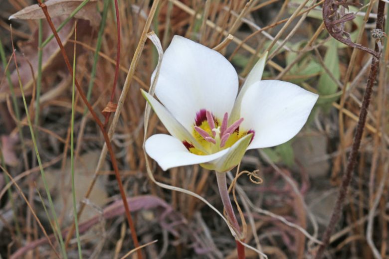 Calochortus nuttallii, Sego Lily, Mariposa Lily, Sego-lily, White Flowers, Drought Tolerant plant, Drought Tolerant Perennial