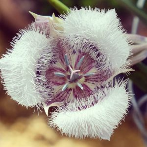 Calochortus tolmiei, Tolmie Star-Tulip, Hairy Star Tulip, Pussy-Ears, Tolmie's Star-tulip, White Pussy Ears, California Native Plants, Oregon Native Plants, Washington Native Plants