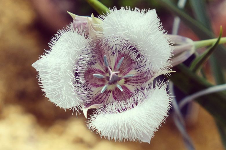 Calochortus tolmiei, Tolmie Star-Tulip, Hairy Star Tulip, Pussy-Ears, Tolmie's Star-tulip, White Pussy Ears, California Native Plants, Oregon Native Plants, Washington Native Plants