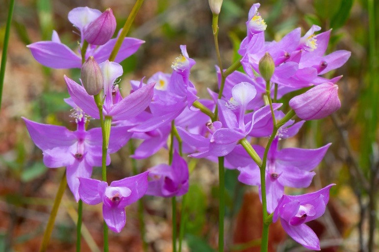 Calopogon tuberosus, Bearded Pink, Grass Pink Orchid, Meadow Pink, Swamp Pink, Tuberous Grass Pink, Grass Pink, Calopogon pulchellus,