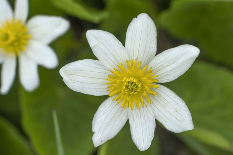 Caltha leptosepala, Western Marsh Marigold, White Marsh Marigold, Elks-Lip, White Flowers