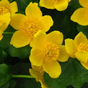 Caltha polypetala, Giant Marsh Marigold, Caltha palustris subsp. polypetala, Yellow Flowers, Pond Flowers