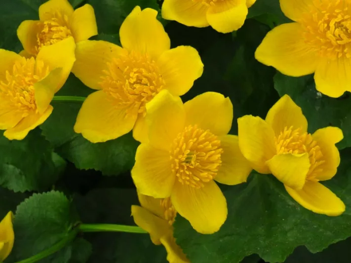 Caltha polypetala, Giant Marsh Marigold, Caltha palustris subsp. polypetala, Yellow Flowers, Pond Flowers